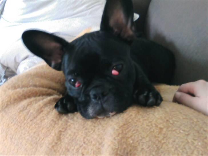 Fransk bulldog Emmie billede 11