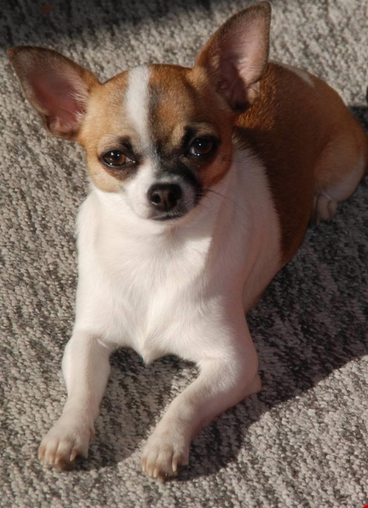 Chihuahua  Twixi - Twixi :-) billede 1