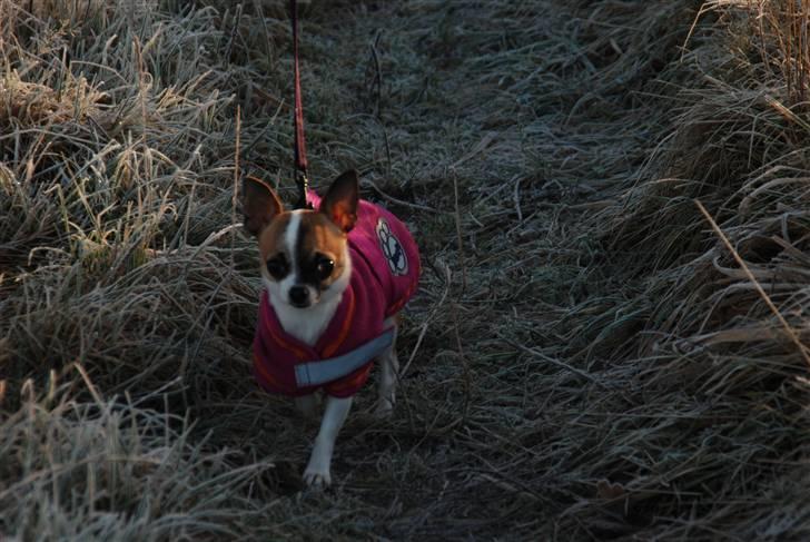 Chihuahua  Twixi - På tur i skoven 25/12-08. billede 2