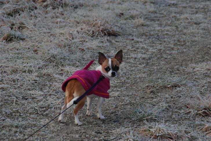 Chihuahua  Twixi - På tur i skoven 25/12-08. billede 4