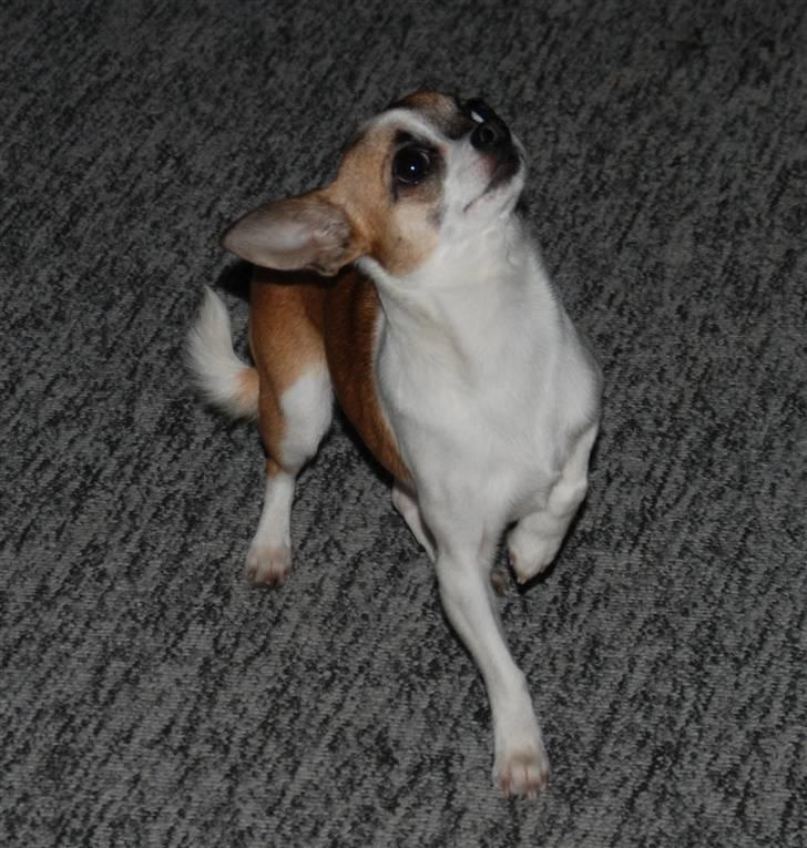 Chihuahua  Twixi - Sommer 08. billede 5