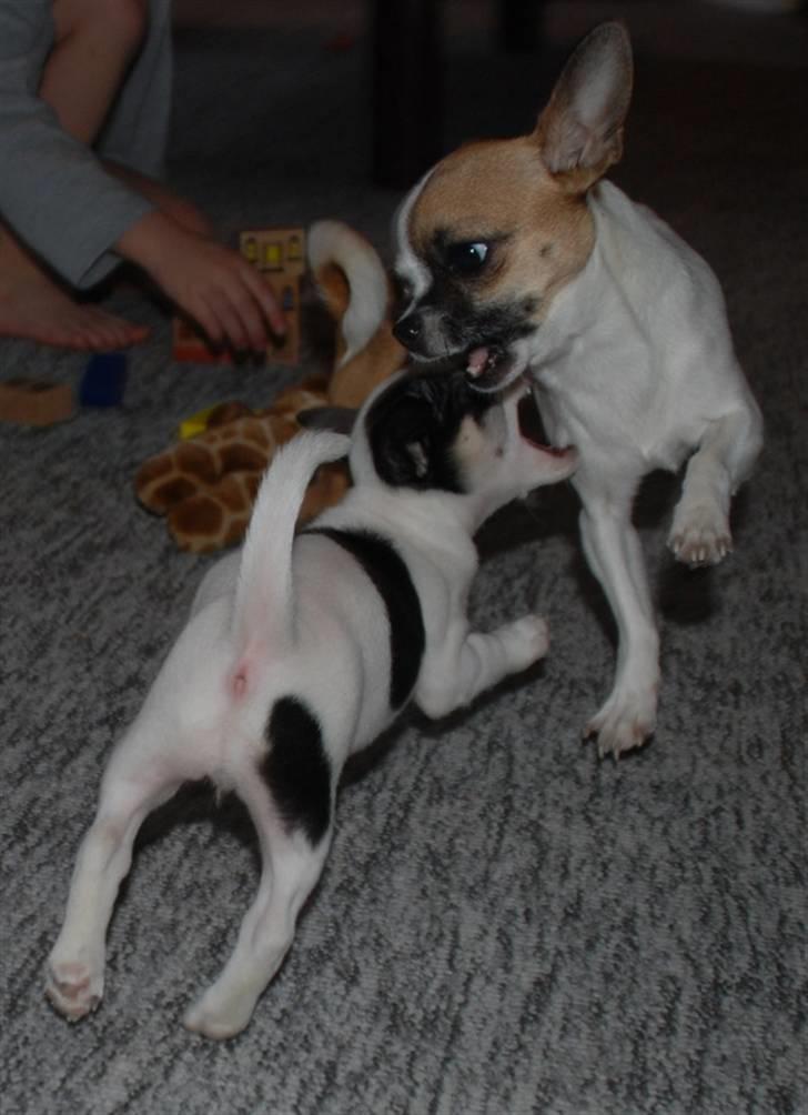 Chihuahua  Twixi - Twixi leger med lillesøster Frida. billede 6