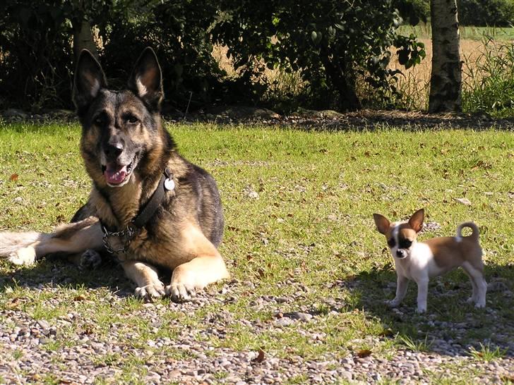 Chihuahua  Twixi - Twixi og Buller hygger i haven sommer 08. billede 7