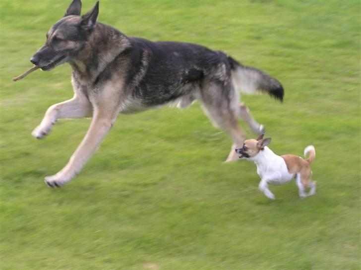 Chihuahua  Twixi - Leg i haven sommer 08. billede 8