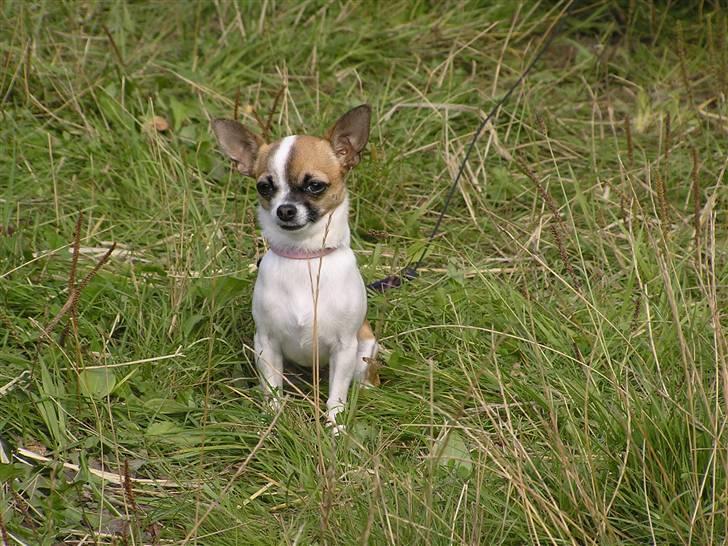 Chihuahua  Twixi - August 08. billede 9