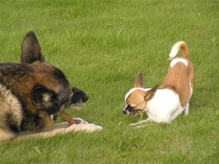 Chihuahua  Twixi - Leg i haven sommer 08. billede 10