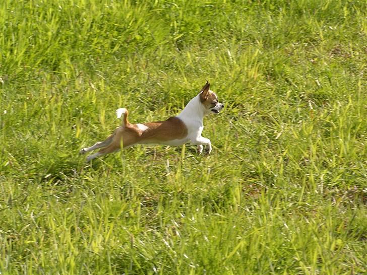 Chihuahua  Twixi - Twixi i fuld fir-spring i gennem haven aug. 08. billede 12