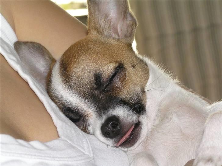 Chihuahua  Twixi - En træt lille hund... Sommer 08. billede 13