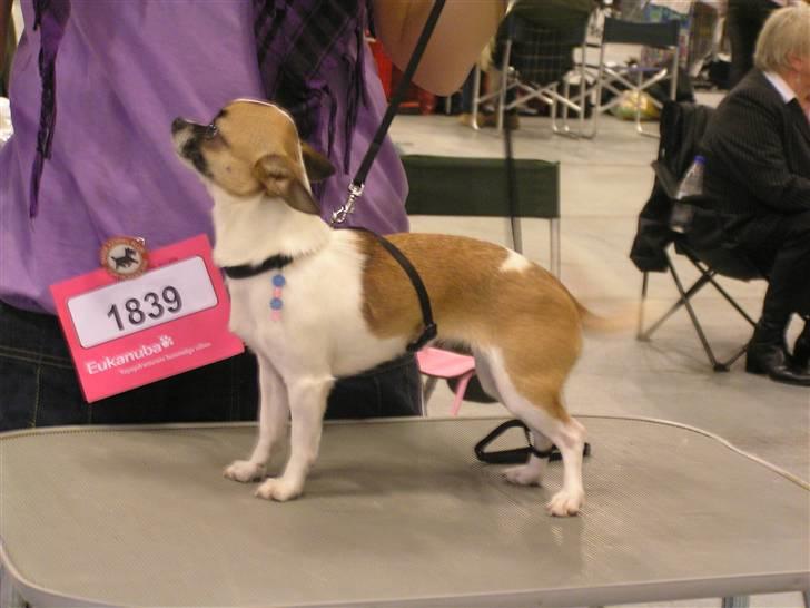 Chihuahua  Twixi - Vores første udstilling. International i Herning 8/11-08. Fik en 2. præmie i mellem klassen. Billedet er taget mens vi øver. billede 14
