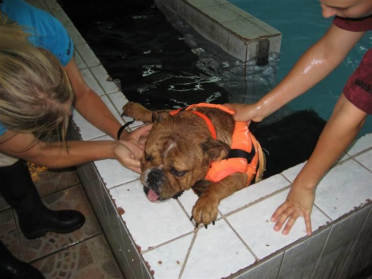 Engelsk bulldog tyson billede 16