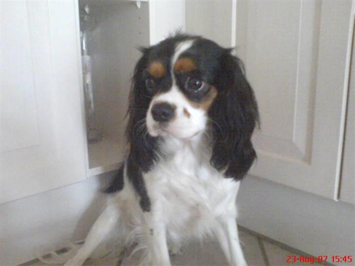 Cavalier king charles spaniel cherie billede 1