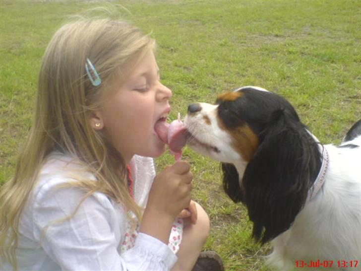 Cavalier king charles spaniel cherie - dejligt at (storsøster)sille vil dele is med mig billede 2