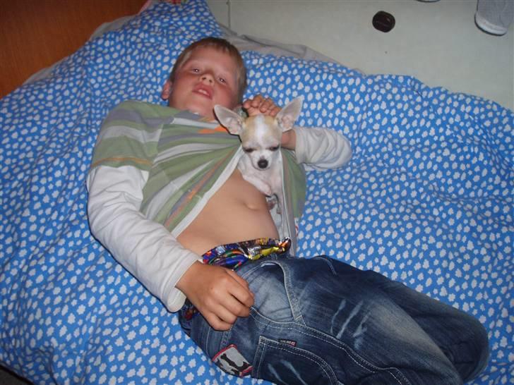 Chihuahua Tigo - Jeg kan gemme mig de fleste steder.  billede 7