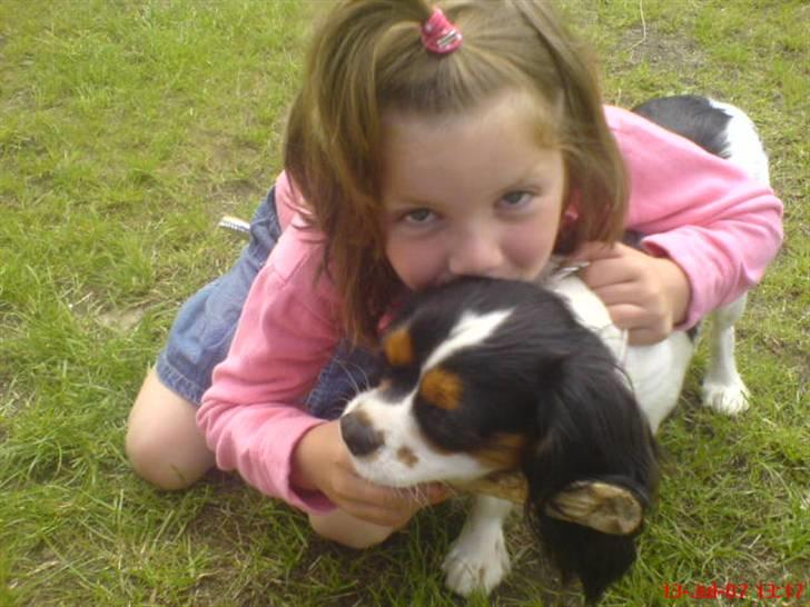 Cavalier king charles spaniel cherie - hygger med min (søster)signe billede 3