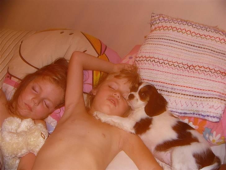 Cavalier king charles spaniel cherie - min første nat ved min nye familie,jeg ligger der så endnu"wuf" billede 4