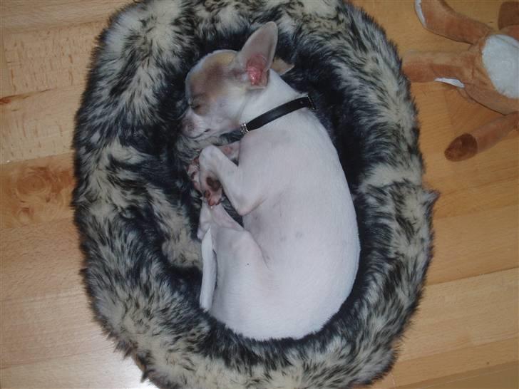 Chihuahua Tigo - Jeg kan stadigvæk være der. billede 8