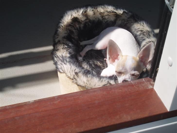 Chihuahua Tigo - Det er bedst at ligge i solen. billede 9