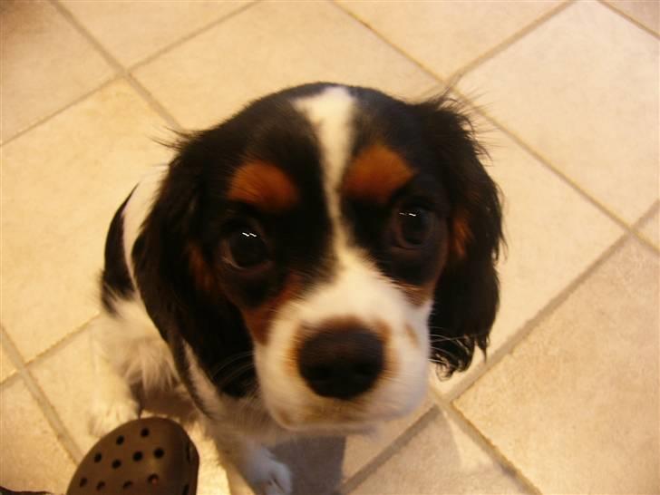 Cavalier king charles spaniel cherie - gi mig nu en godbid  billede 5