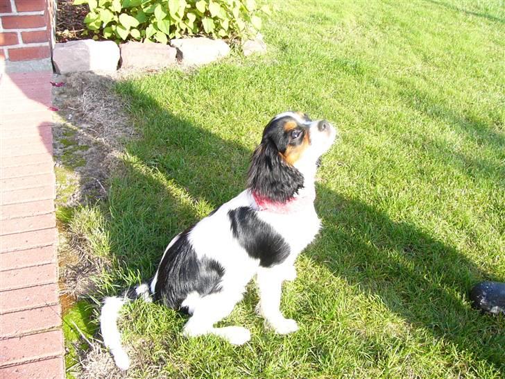 Cavalier king charles spaniel cherie billede 6