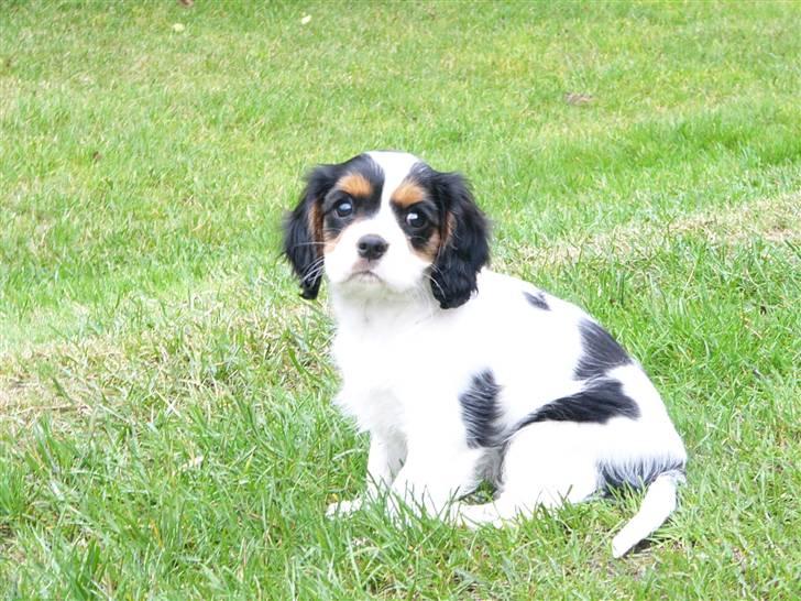 Cavalier king charles spaniel cherie - her er jeg 9 uger billede 7