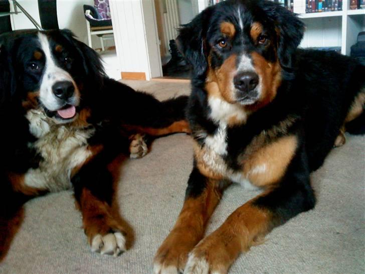 Berner sennenhund Afrodite - Afrodite på besøg hos Baldur 2009.02.22 billede 8