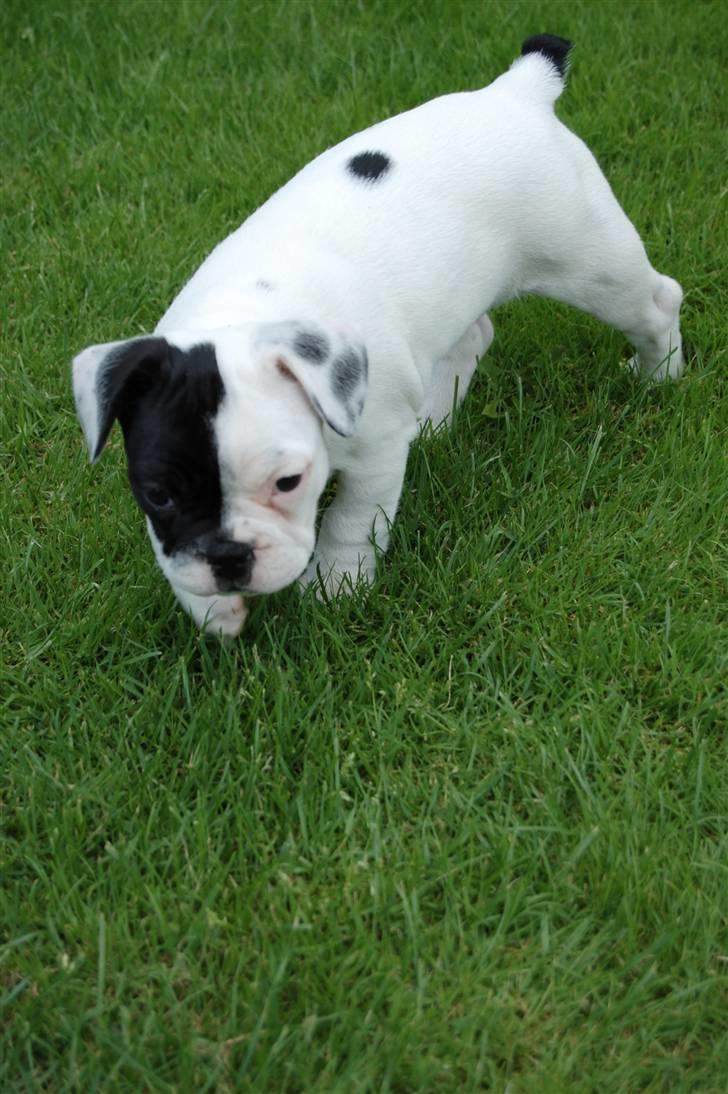 Fransk bulldog Else billede 1