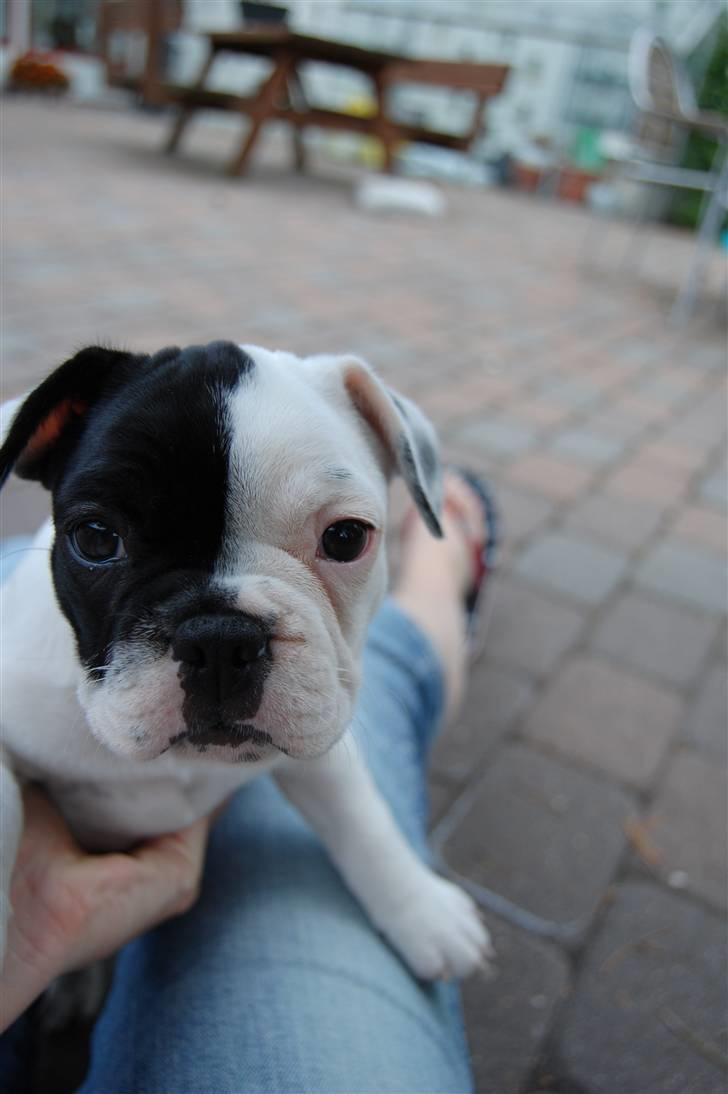 Fransk bulldog Else billede 2