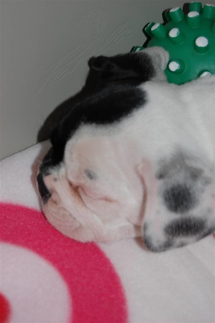 Fransk bulldog Else billede 3