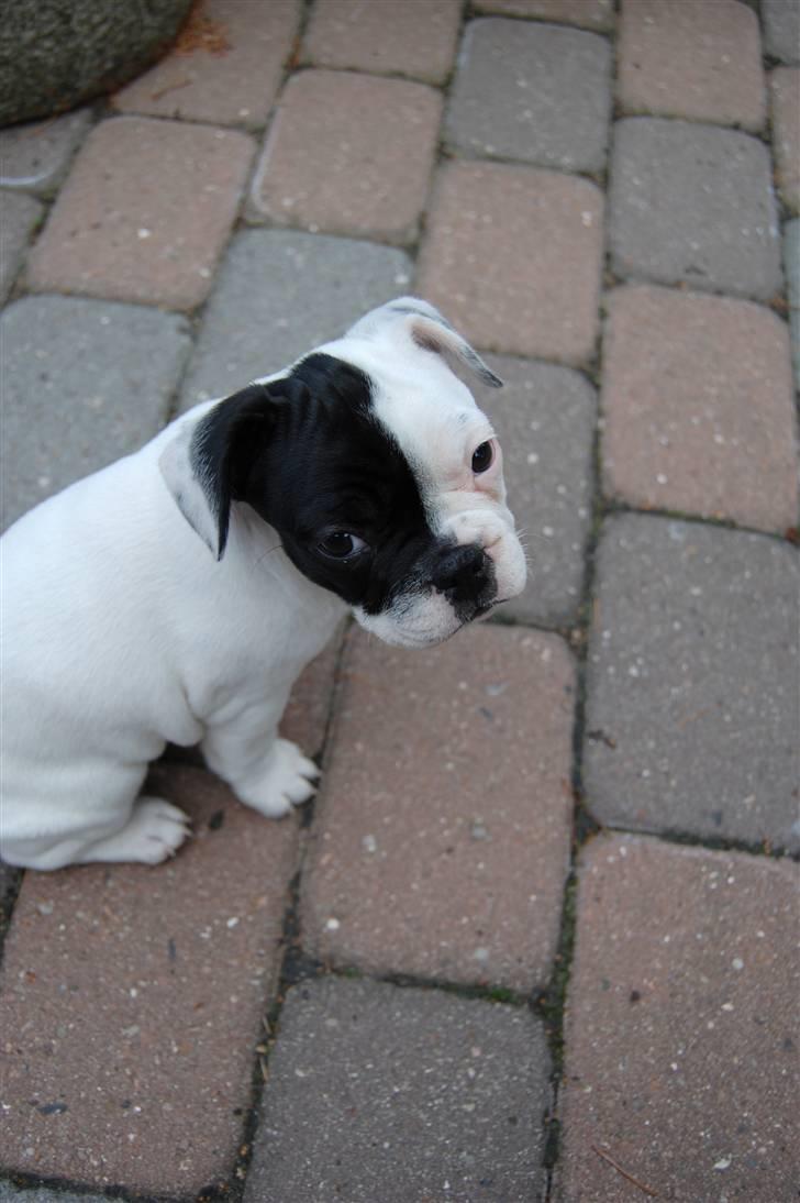 Fransk bulldog Else billede 4