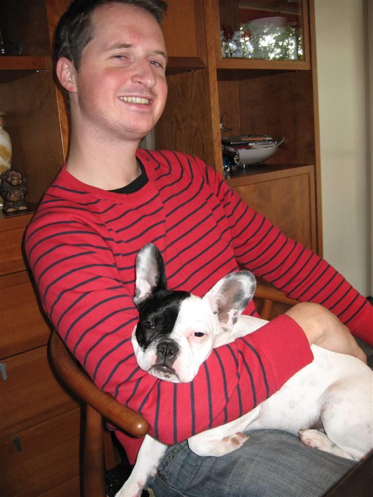 Fransk bulldog Else billede 5