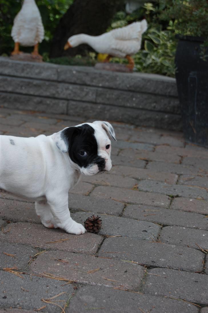 Fransk bulldog Else billede 6