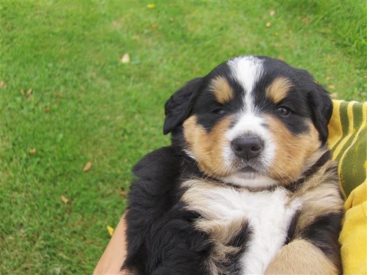 Berner sennenhund Afrodite - Afrodite 4 uger gammel - er hun ikke bedårene :o) billede 9
