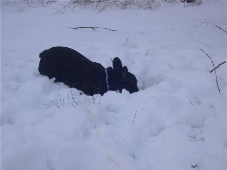Fransk bulldog fie - Jeg elsker sne... billede 13