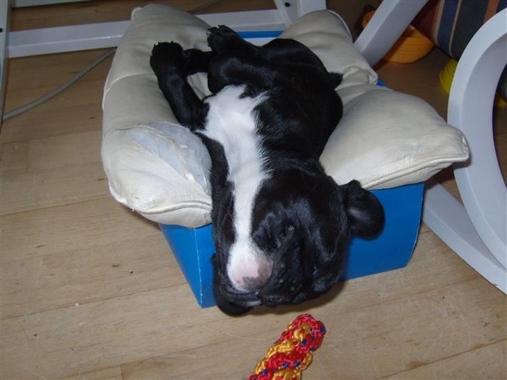 Fransk bulldog fie - det her er bedre end hundesengen billede 14