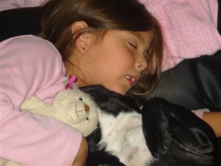 Fransk bulldog fie - uhhh hvor der det godt at putte med Emilie billede 15