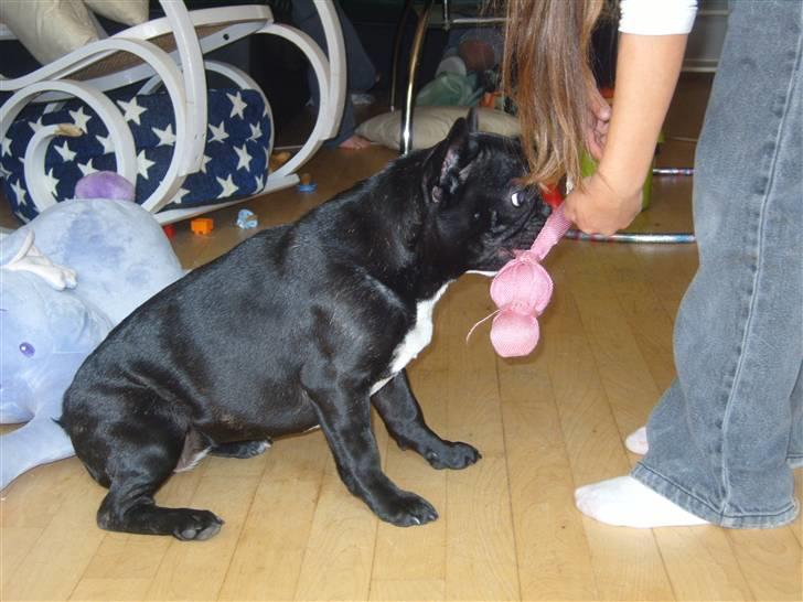 Fransk bulldog fie - NU får jeg den... billede 17