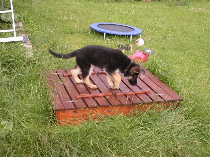 Schæferhund korskildens Jappe billede 9