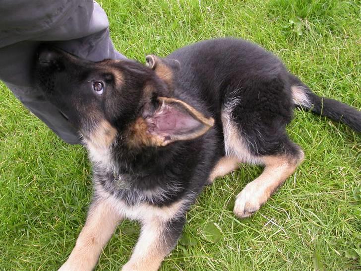 Schæferhund korskildens Jappe billede 10