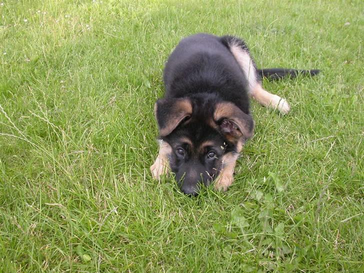 Schæferhund korskildens Jappe billede 11