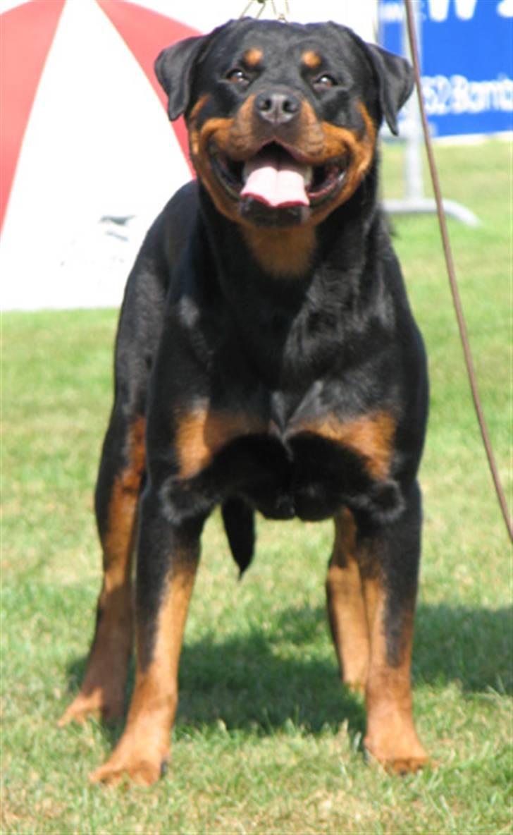 Rottweiler Cue Fiona billede 1
