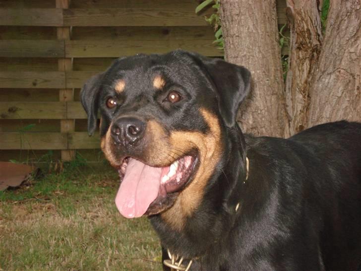 Rottweiler Cue Fiona billede 2