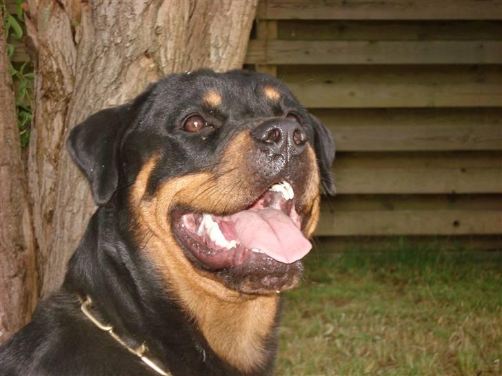 Rottweiler Cue Fiona billede 3