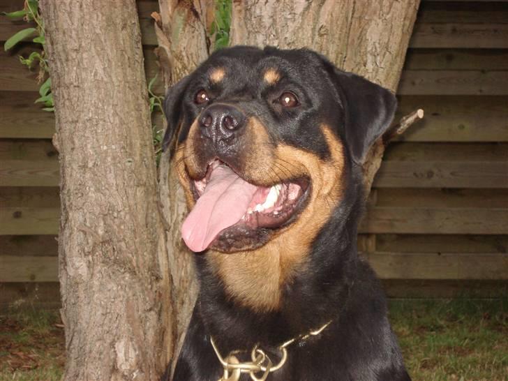 Rottweiler Cue Fiona billede 4