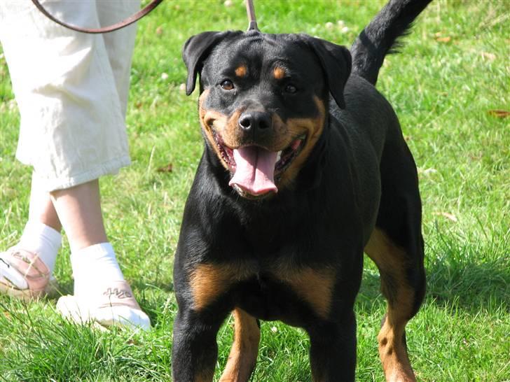 Rottweiler Cue Fiona billede 5