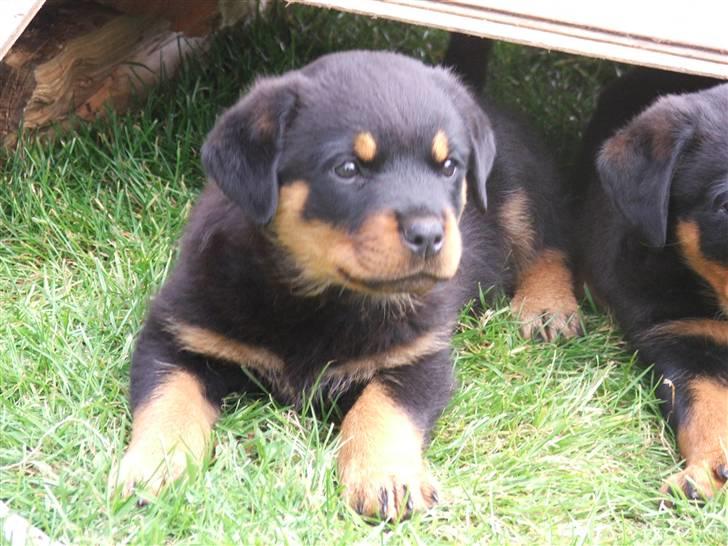 Rottweiler Cue Fiona billede 6