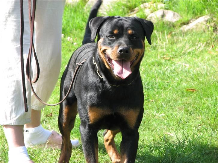 Rottweiler Cue Fiona billede 7