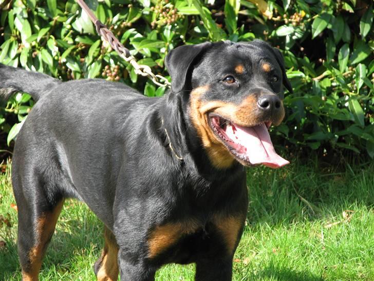 Rottweiler Cue Fiona billede 8