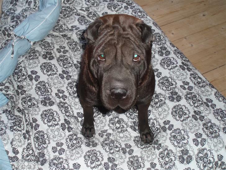 Shar pei Tequila *DØD* - se lige et fjæs jeg kan stille op....  billede 10