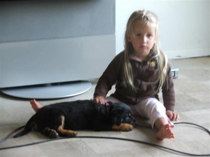 Rottweiler Cue Fiona billede 9