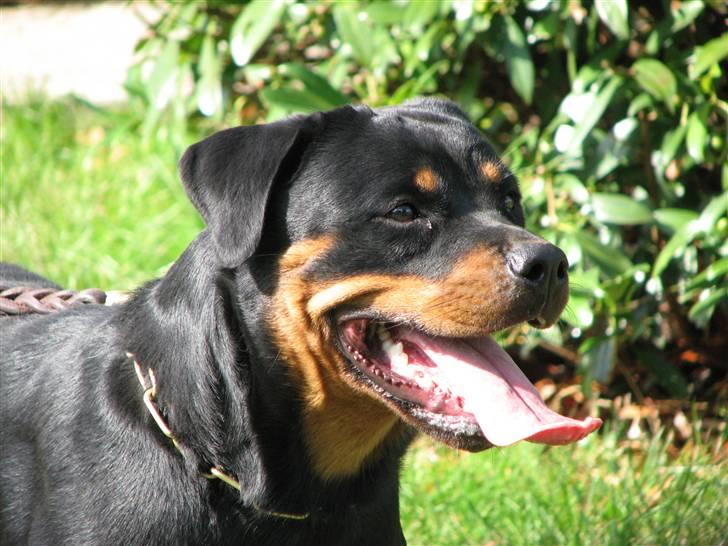 Rottweiler Cue Fiona billede 10
